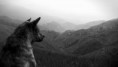 /album/fotogaleria-uvodna-stranka/wolfs-law-the-joy-formidable5-jpg/